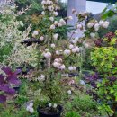 야생초농원 이미지