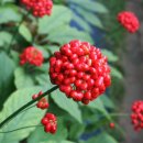 금산인삼 이미지