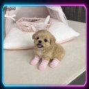 우리집 댕댕이 | 도봉애견분양 성공적 우리집 댕댕이 후기