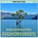 [뉴질랜드 신혼여행 #9] 테카포 가는 길｜와나카트리 찰리브라운크레이프 클레이클리프 후기