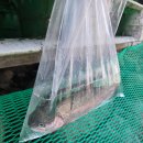 백운낚시터 | [축제] 포천백운계곡 동장군축제 <송어얼음낚시> 체험 솔직 후기