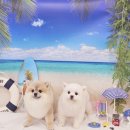 구피애견 이미지