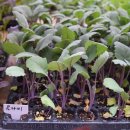 송강시장 이미지