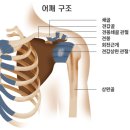 추간판 어 깨 이미지