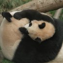 들개농장 이미지