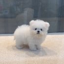 Happy 애견샵 | 원주 미니비숑분양 방문분양 후기