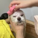 몽쉘댕댕 이미지