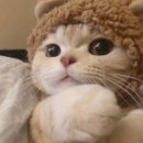 고냥이네 이미지