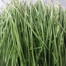 정성야채 이미지