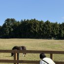 유미목장 | 🇰🇷 #3 🗿🏝✈️ 나 집에 안 갈래