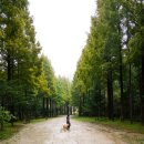 논산애견 | 논산 온빛자연휴양림 예약 단풍 주차 애견동반 후기