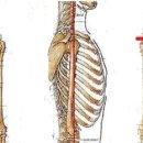 울산 척추관절 디스크 정형외과 박병원 - 어깨관절의 바른자세 이미지