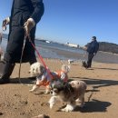 어스독 | 말티푸 도담이 보호자가 장문 후기를 남긴 이유｜김포애견호텔 어스독의 실제 하루