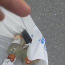 파이팅정육점 - 3571 | 대전 소고기 맛집 꽃고기정육점 솔직 후기