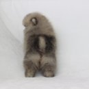 엘리시안퍼피 이미지