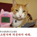 고양이 언어 번역기 이미지