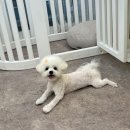 화사하개 이미지