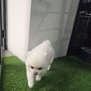 알팀도그