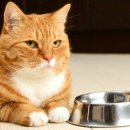 무수과일야채 이미지