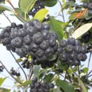 아로니아 이미지