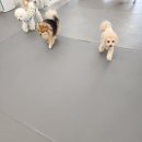 에덴 애견 유치원 호텔 이미지