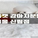 독캣 강아지분양 서울 신림점 네이버블로그
