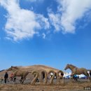 제주봄 | 제주여행 제주봄축제 2026제주 들불축제 후기