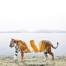 신기