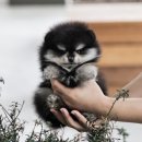 버디독 강아지분양 안심분양센터 서울 영등포점 이미지