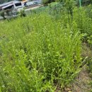 풀 - 전주시 완산구 홍산남로 83-19 | 풀