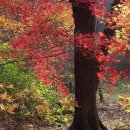 * 11월 화려한 단풍의시간!~ 광릉 수목원 ^^ * 이미지