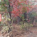 번창농원 Daum카페