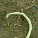 박**-5