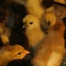 바람골농장 이미지