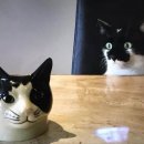 냥냥이네 이미지