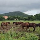 말무리목장 이미지