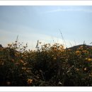 노랑고개 이미지