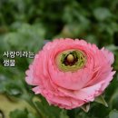 사랑 Daum카페