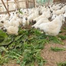 옥계 백봉이네 이미지