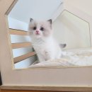 강남고양이분양 러브앤캣 이미지