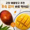 지연농장 | 국산망고 고창 애플망고 추천｜후숙 없이 바로 먹는 자연그림 미니 애플망고 후기
