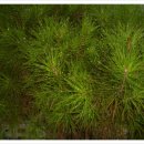 솔잎이슬 이미지