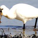 ‘저어새의 죽음의 덫’이 된 인간의 양심은 어디로 갔을까요 이미지