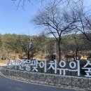 치유의 숲 이미지