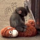 성성합동공인중개사사무소 | 스타벅스 꿀팁 성성동 성성시티자이아파트 후기