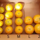 필라테스 귤 이미지