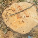 팔거천 산책로 이미지