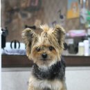 포비 펫 살롱 이미지