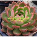 철화농장 이미지