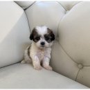 도그마루 강아지고양이 무료분양 이미지